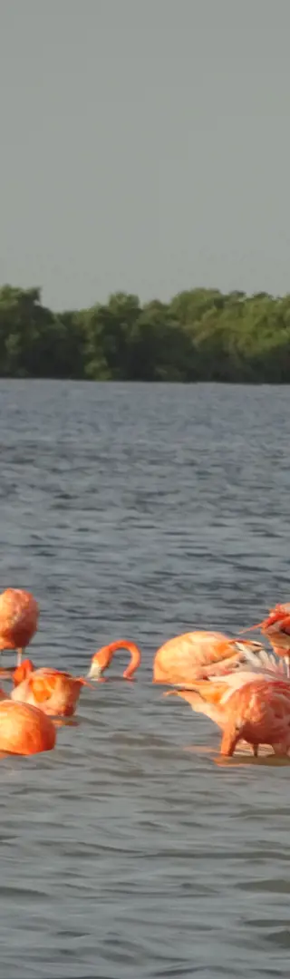 Pinkfarbene Flamingos